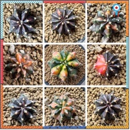 ยิมโนด่าง ชำหน่อ (Gymnocalycium) สินค้ามีจำนวนจำกัด