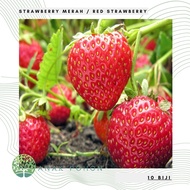 (10 Biji) Benih / Bibit / Biji Buah Strawberry Merah (Red Strawberry) - IMPORT