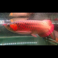 Ikan Arwana Super Red 40-45cm