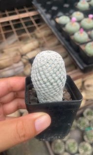 白鳥(多肉植物，塊根植物，球根植物，室外，戶外，夠光)