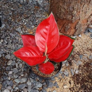 AGLONEMA SUKSOM JAIPONG