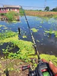 คัน GREENHORNET LADYBUG  ฟรีเสื้อKGR