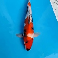 Koi Ikan Koi Import Showa Isa Jumbo Tosai 27 Alyashop243