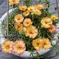 150 biji benih Pink Flame @ Phoenix Feather • Hybrid Moss Rose seeds • Seeds • Ros Jepun Hibrid • Po