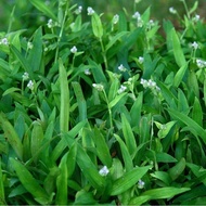 Keratan Rumput Siti Khadijah/Beijing Grass/Angel Grass Segar Rawatan 3 Serangkai Cancer Terbaik