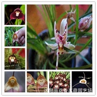 Monkey Face Orchid Seed Flower Potted Orchid Big Mouth Monkey Fortune Monkey King Red Monkey White M