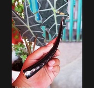 Pipa tanduk kerbau asli 14cm pipa tanduk kerbau panjang pipa tanduk kerbau jumbo