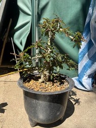 精品 塊根植物 盆景 樹少見大 老桩 娜娜乳香Boswellia nana x 索科特拉乳香Boswellia socotrana  索娜混種