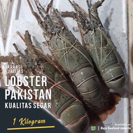 Lobster Laut Segar 1kg 4-5 Ekor / Lobster Pakistan Fresh Besar