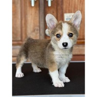 Anjing Corgi Betina Imut dan Siap Menjadi Teman Setia Anda! 890
