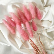 Dried Candy Colour Lagurus/Rabbit Tail Kelinci Bunga Kering Warna - PINK