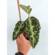 Aglaonema Tricolor Pictum - Camouflage house plant