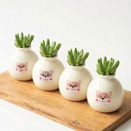 【開幕送禮盆栽首選】-QQ柴室內多肉植物盆栽