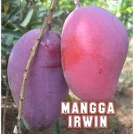 pokok mangga irwin hybrid thai