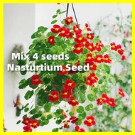 Nasturtium Seed - Assorted 4 Seeds Edible Nasturtium Seeds Flower Seeds for Gardening Climbing Flowe