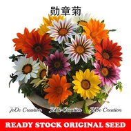 Benih Bunga Gazania Rigens / Gazania Rigens Flower Seeds / 勋章菊花种子 (50 seeds)