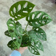 TKL - Monstera Adansonii/Obliqua/Obliqua Swiss Cheese Plant/Pokok Janda Bolong