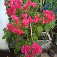 restock Tanaman Bougenville rimbun/ Bougenville bunga tumpuk pink