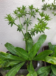 Mexican coriander seed(Eryngium foetidum )seed /culantro