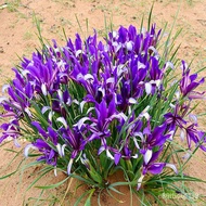 ☘️50pcs Iris Lactea Plant Seed Horse Orchid Flower Seeds for Gardening Bonsai Seeds for Planting Flo