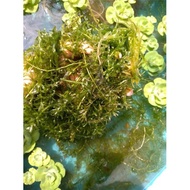 Aquarium plant/Hydrilia plant/Tumbuhan Akuarium/Water Plant