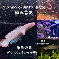 Channa blue bengal 酒红雷龙 (live fish ikan hidup 观赏鱼)