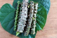 JUAL BROTOWALI/BATRAWALI SEGAR ASLI PAHIT UNTUK SAPIH ANAK SIAP KIRIM 5 BATANG PANJANG 5 cm
