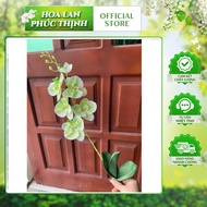 Combo of 10 lychee Phalaenopsis branches with foam leaves