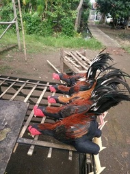 Boneka ayam jago untuk latih fisik tarung aduan