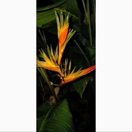 Tanaman Hias Heliconia Bird Of Paradise / Penghias Taman
