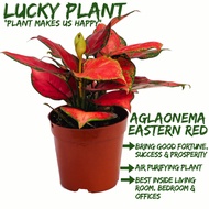 [Local Seller]Aglaonema Eastern Red Houseplant Lucky Plant Fresh Indoor Plant Air Purifier Plant | The Garden Boutique -