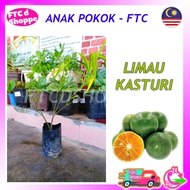 ANAK POKOK LIMAU KASTURI  / CALAMANSI KAMPUNG ( 1 1/2 KAKI )
