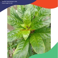 Best PROMO rendeu coel best herbal cheapest 50 grams CHEAP