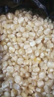 jagung Putih Pulut 1 Kg