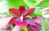 大眾蘭園  天鵝蘭  Cycd.Wine Delight  紅天鵝