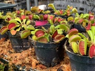 Anak Pokok live carnivorous plant venus flytrap dionaea muscipula