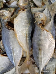 IKAN MASIN NIPIS IKAN KERING  500GM