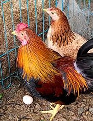 自然放養 日本品種 寵物雞 矮雞 新鮮種蛋 供孵化 歡迎交流 觀賞雞 臺灣本地農家飼養