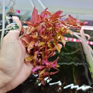 BUNDLE DEAL  RED AQUATIC PLANTS  (Aquascape/Aquarium/Moss/Shrimp/Fish/Vivarium/Plant)