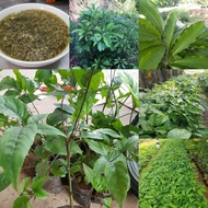 500g lá đắng lá lằng tươi đắc sản Thanh Hóa