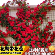 Rose Seedlings Limbing Rose Big Flower Fragrant Garden Vines Flower Pot Balcony Rose Climbing Wall Four Seasons