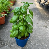 AZ-BASIL PLANT GARDEN