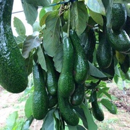 1 ต้น อะโวคาโด อาโวคาโด avocado ขนาดลำต้นสูง 60-70 ซม สายพันธุ์ เอ034