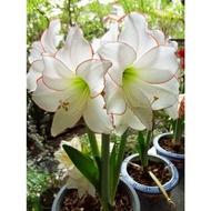 amaryllis bulb rare variaties