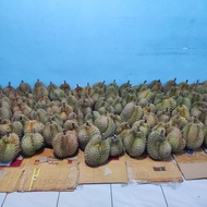 Durian Montong Utuh Bulatan Fresh Premium