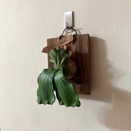 P. elephantotis 象耳皮革鹿角蕨