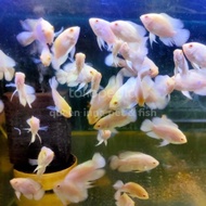 NEW OSCAR ALBINO TIGER - ikan oscar putih ukuran 2 cm predator