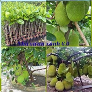 Combo of 3 Thai jackfruit trees (grafted trees)