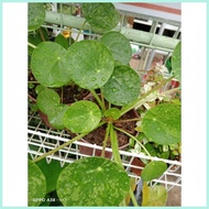 Variegated Pilea Peperomioides "  Chinese Money Plant  "