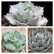 種子→龍舌蘭 甲蟹 2 粒 Agave isthmensis